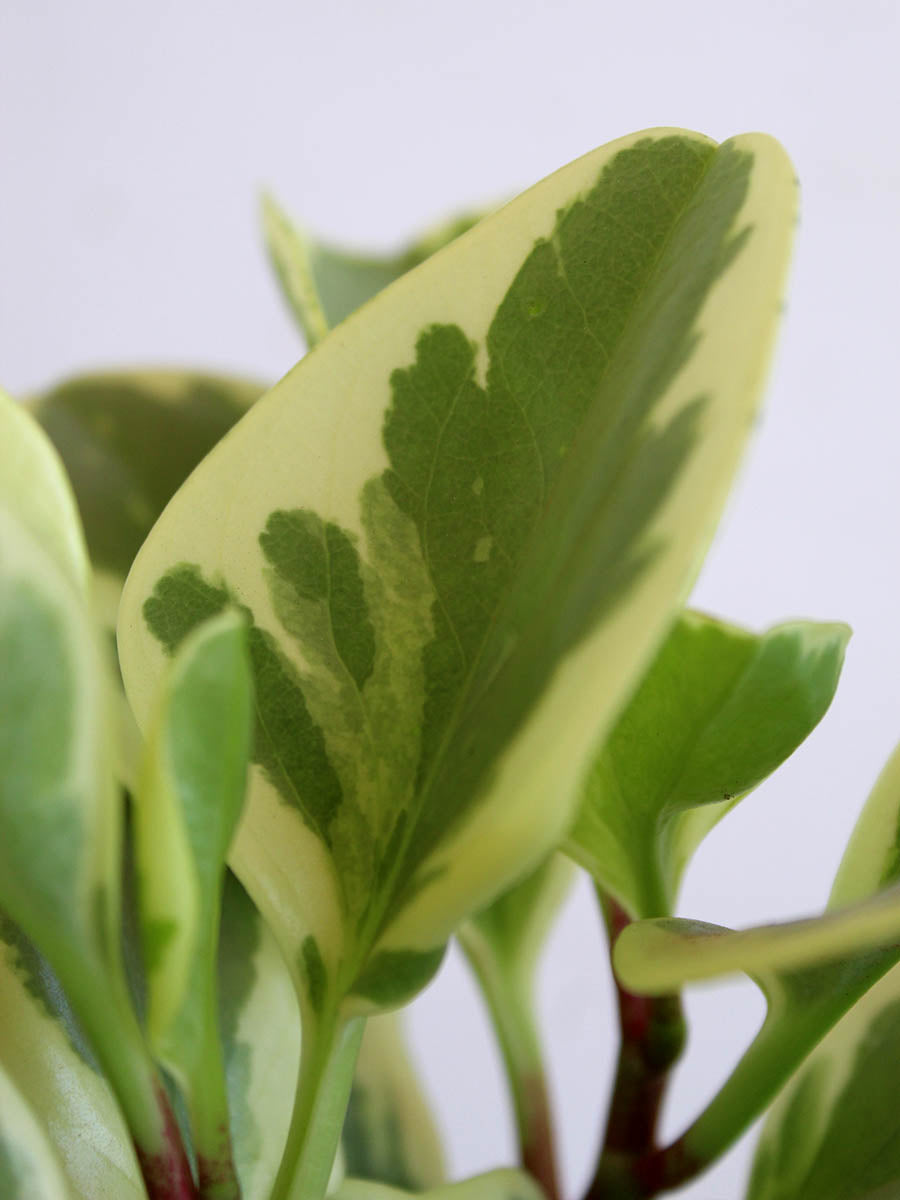 Peperomia Variegated (Small)