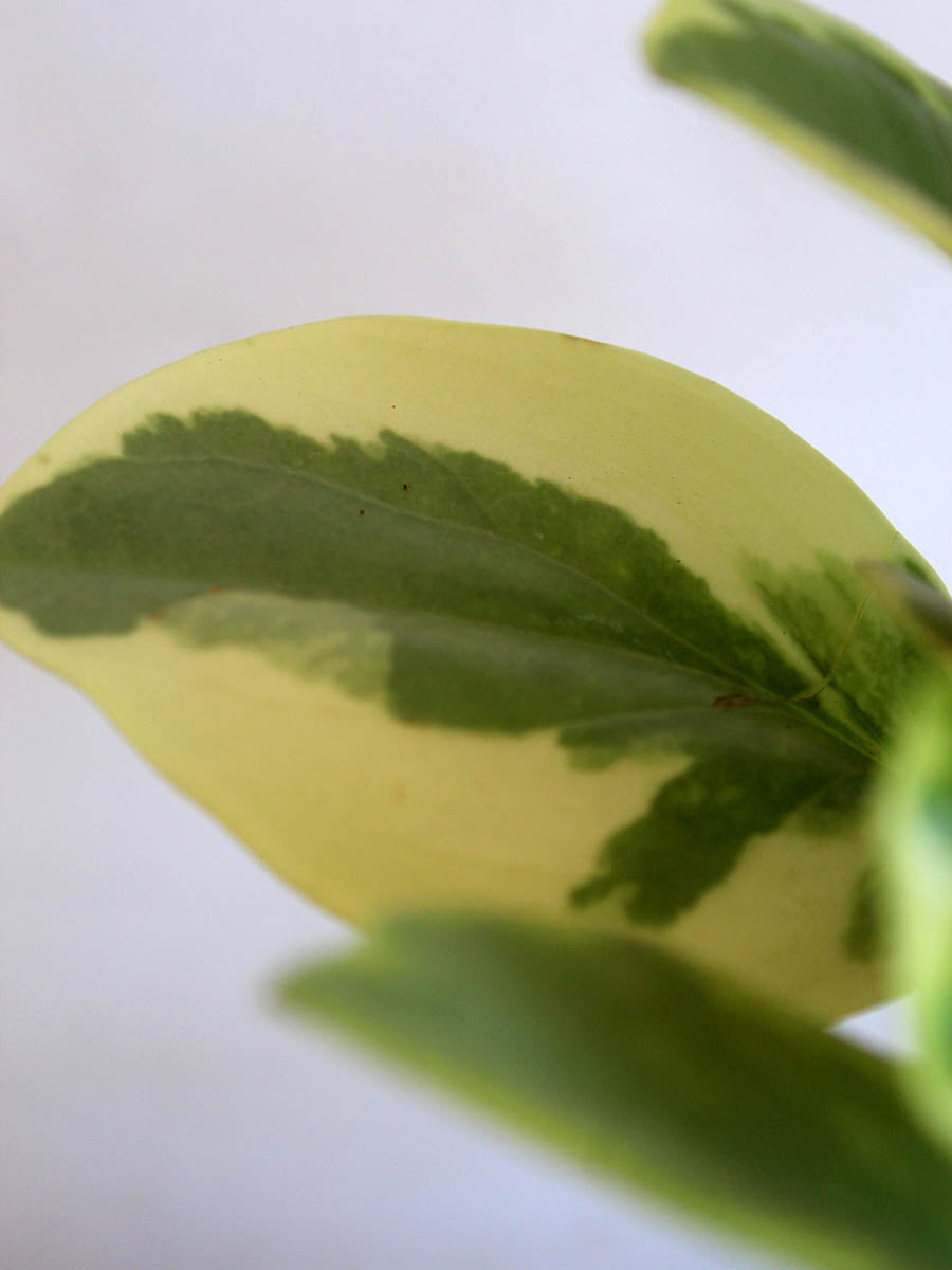 Peperomia Variegated (Small)