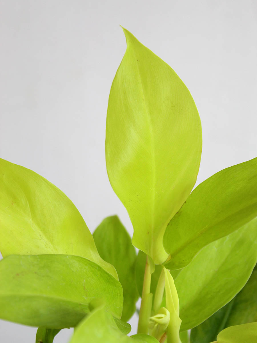 Philodendron Ceylon Golden (Medium)