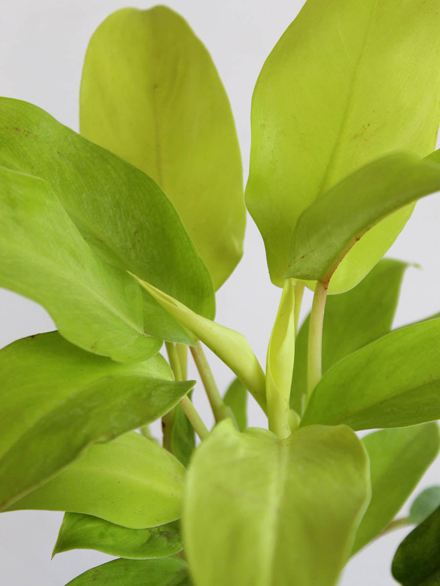 Philodendron Ceylon Golden (Medium)