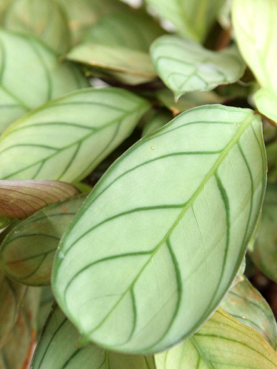 Calathea Prayer (Small)