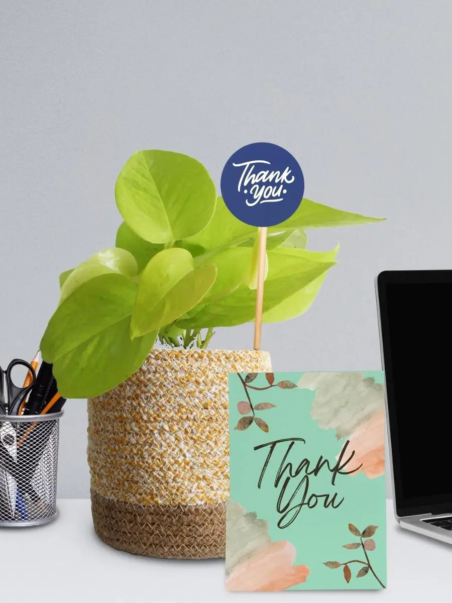 Money Plant Sustainable Corporate Gift Plants for Clients