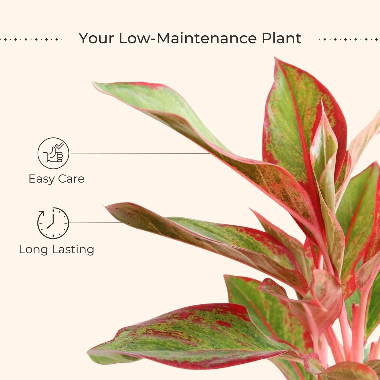 Aglaonema Red Lipstick (Small) in Eco Pot
