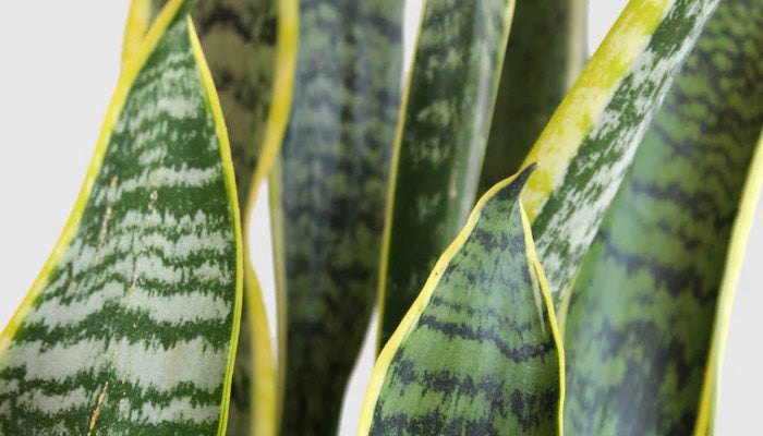 Collection of Snake Plants Online in India