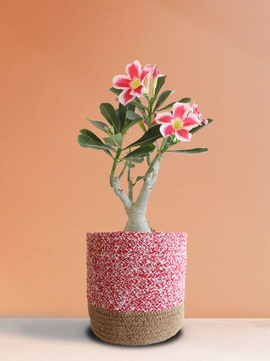 Buy Adenium Desert Rose Online in Eco-friendly Pink Planter