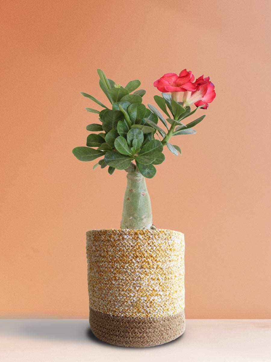 Buy Adenium Desert Rose Online in Jute Yellow Planter
