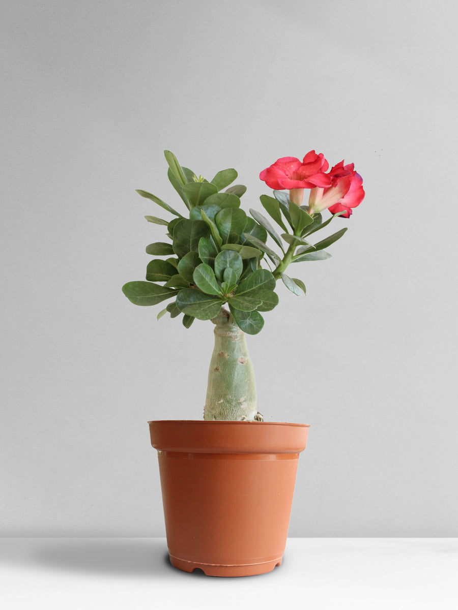 Shop Adenium Desert Rose Online