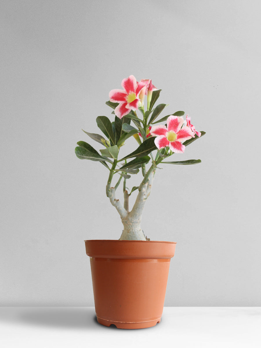 Buy Adenium Desert Rose Online in India