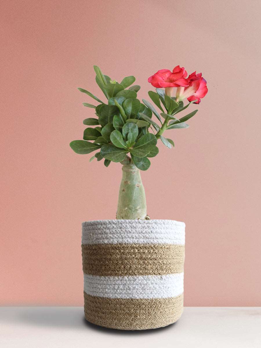 Shop Adenium Online in Eco-friendly Jute Pot
