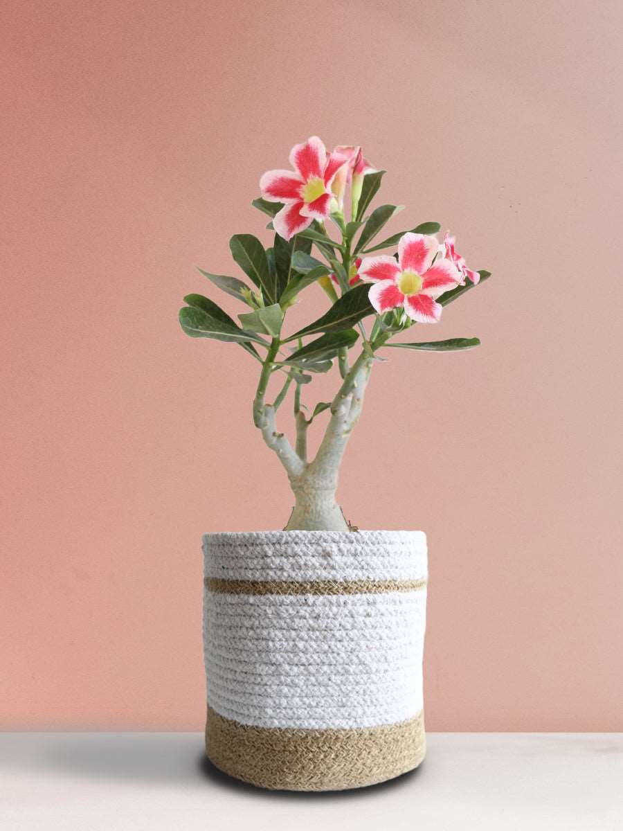 Shop Adenium Desert Rose Online in Eco-friendly White Pot