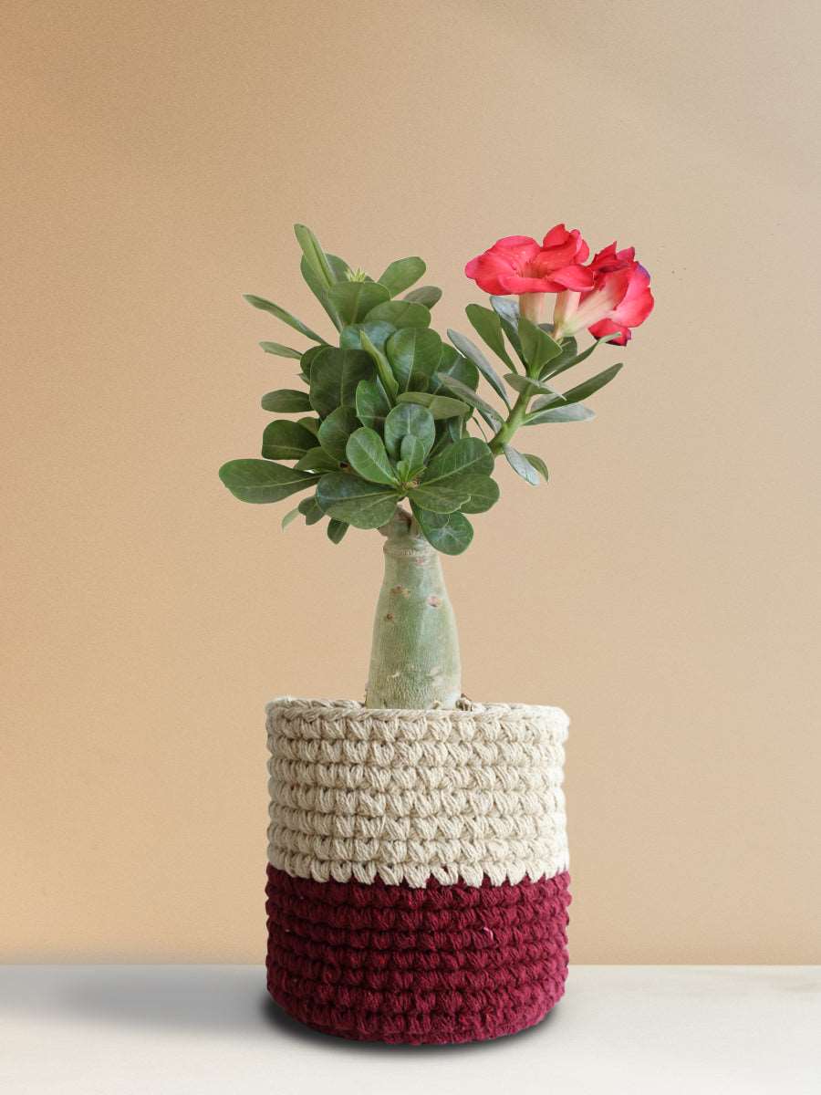 Buy Adenium Desert Rose Online in Premium Indoor Pot