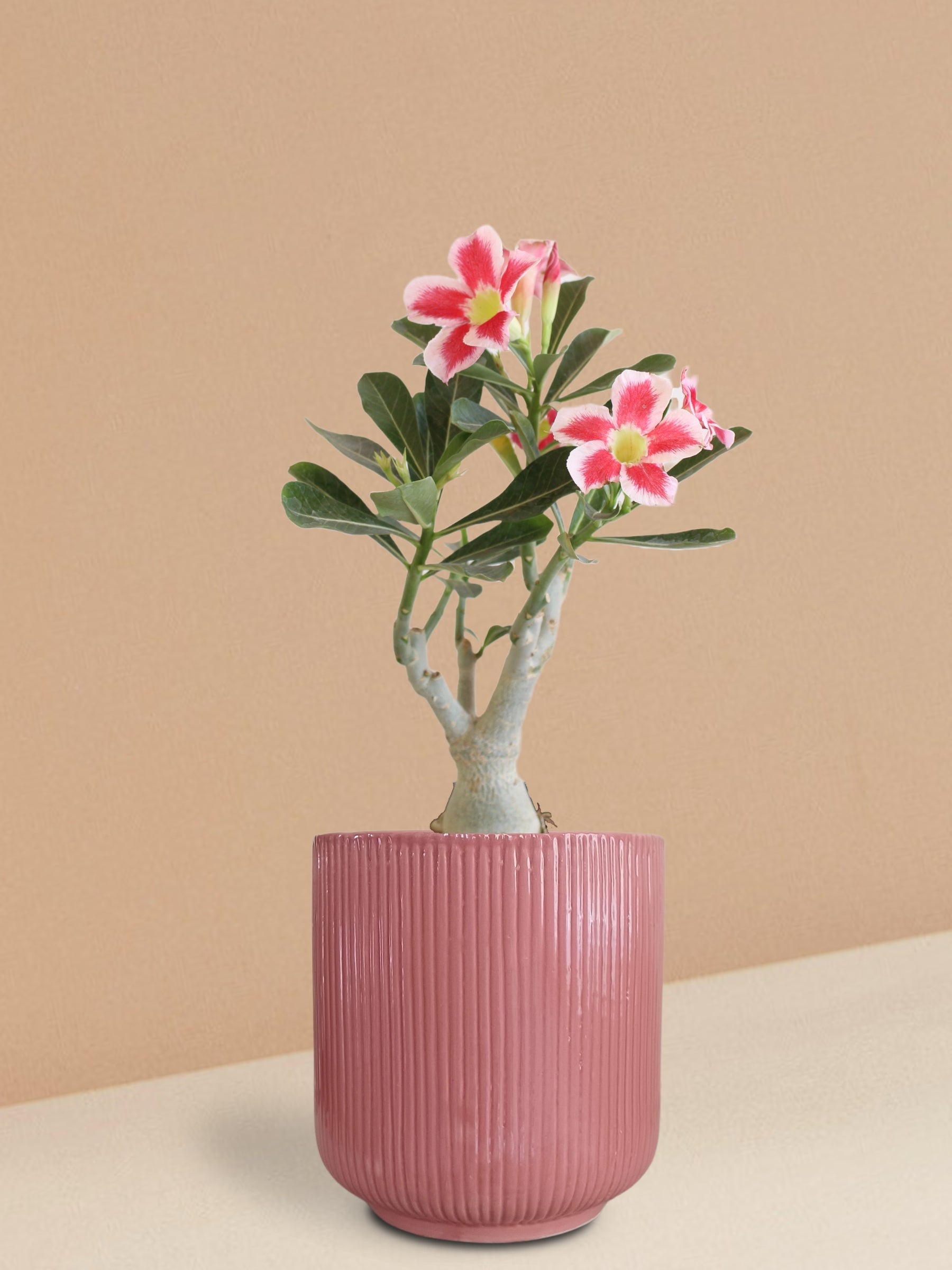 pots for adenium plants Adenium Desert Rose Plant in Ceramic Pot (Large)