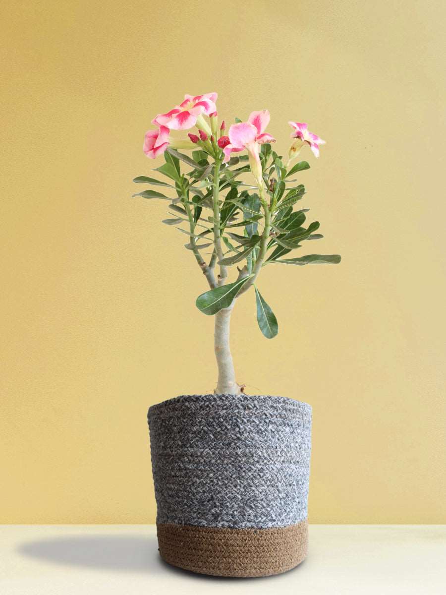 Shop beautiful houseplant Adenium desert rose in eco friendly cotton pot online