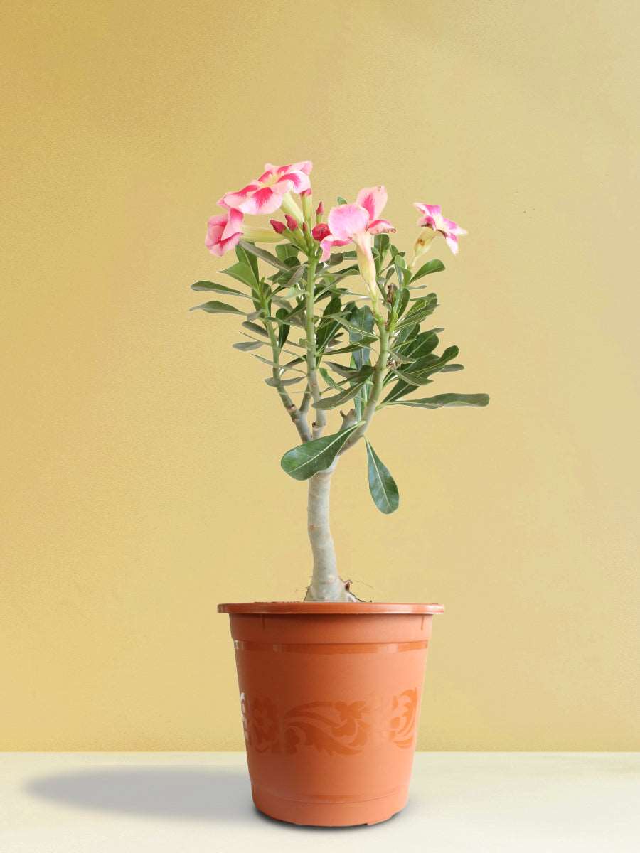 Adenium Desert Rose Any Color (X-Large)