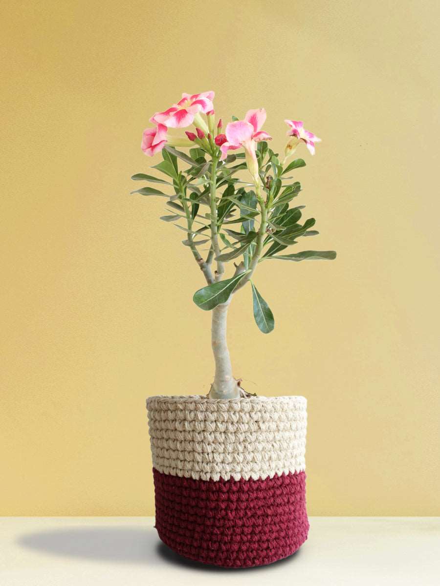 Buy Beautiful large indoor plant Adenium desert rose in premium red knitted planters in India