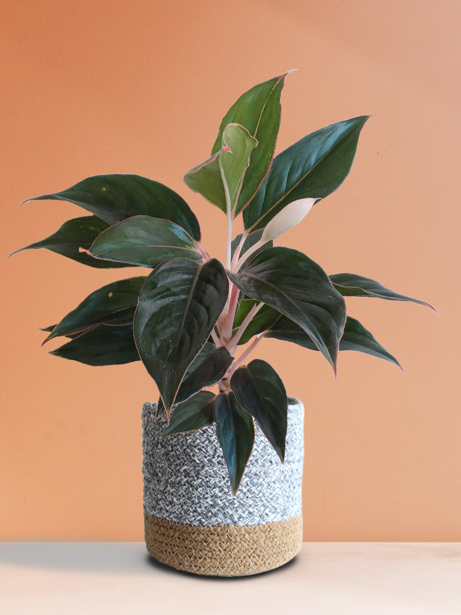 Aglaonema Black Lipstick (Medium)