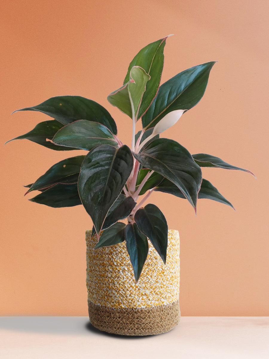 Aglaonema Black Lipstick (Medium)