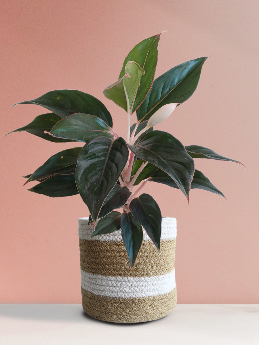 Aglaonema Black Lipstick (Medium)
