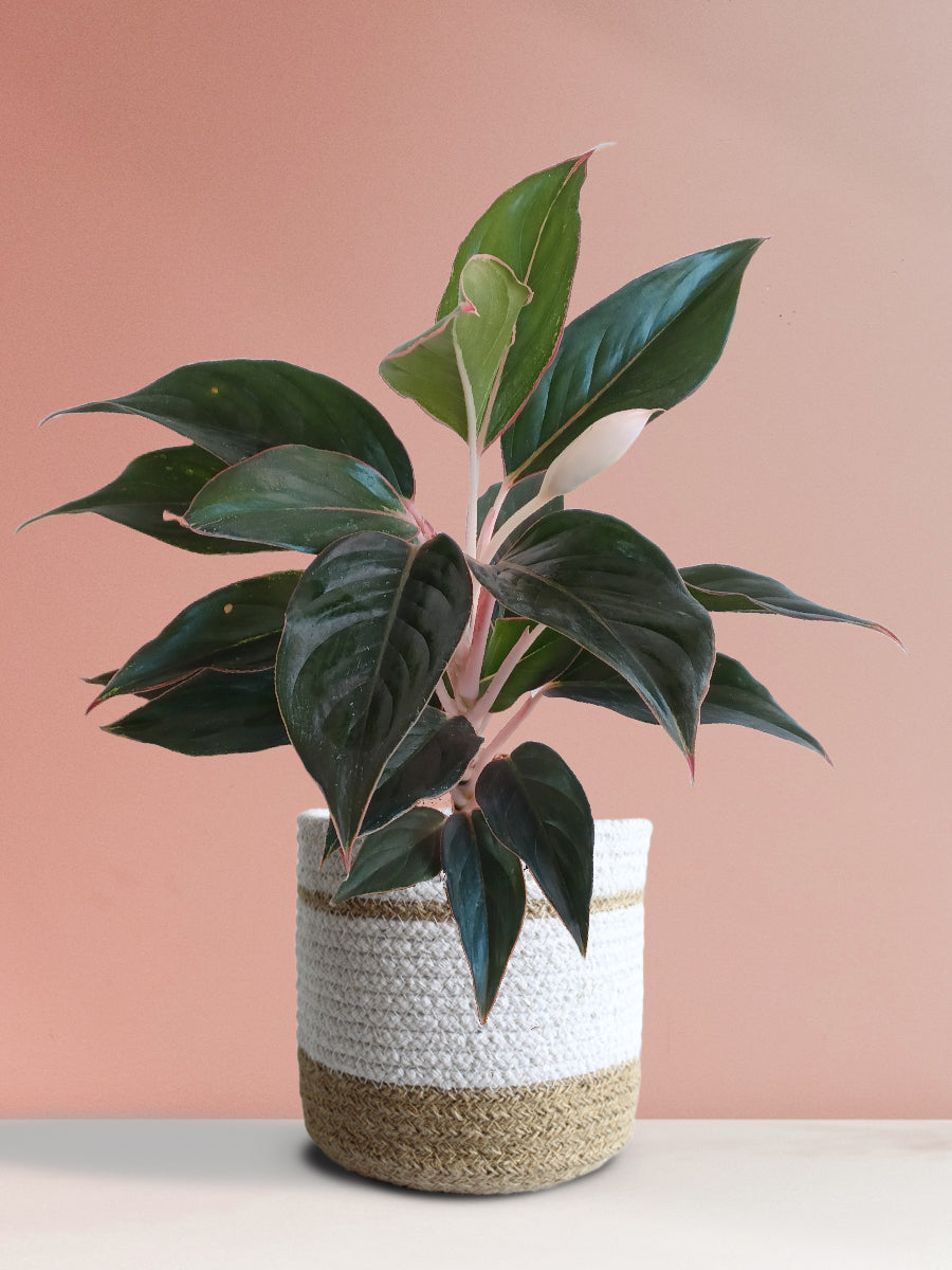 Aglaonema Black Lipstick (Medium)
