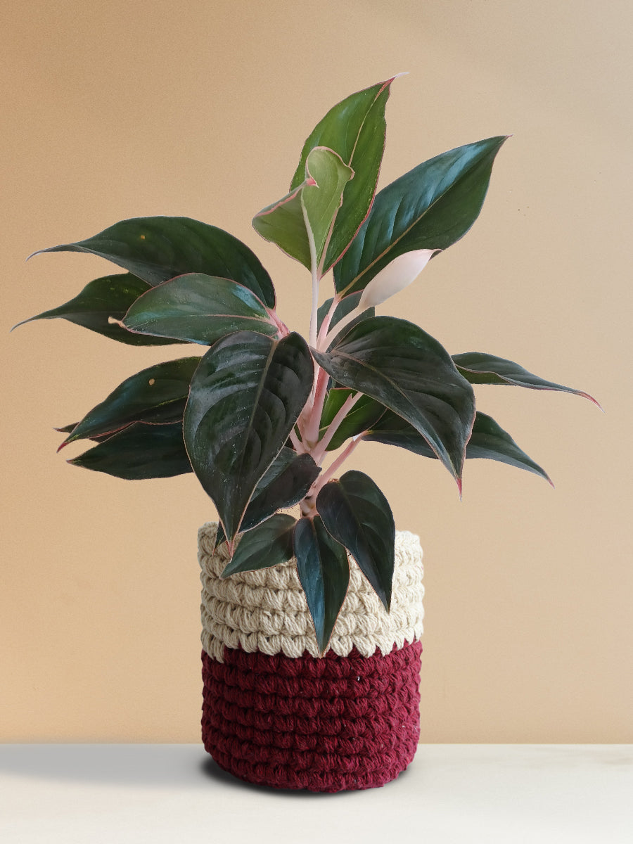 Aglaonema Black Lipstick (Medium)
