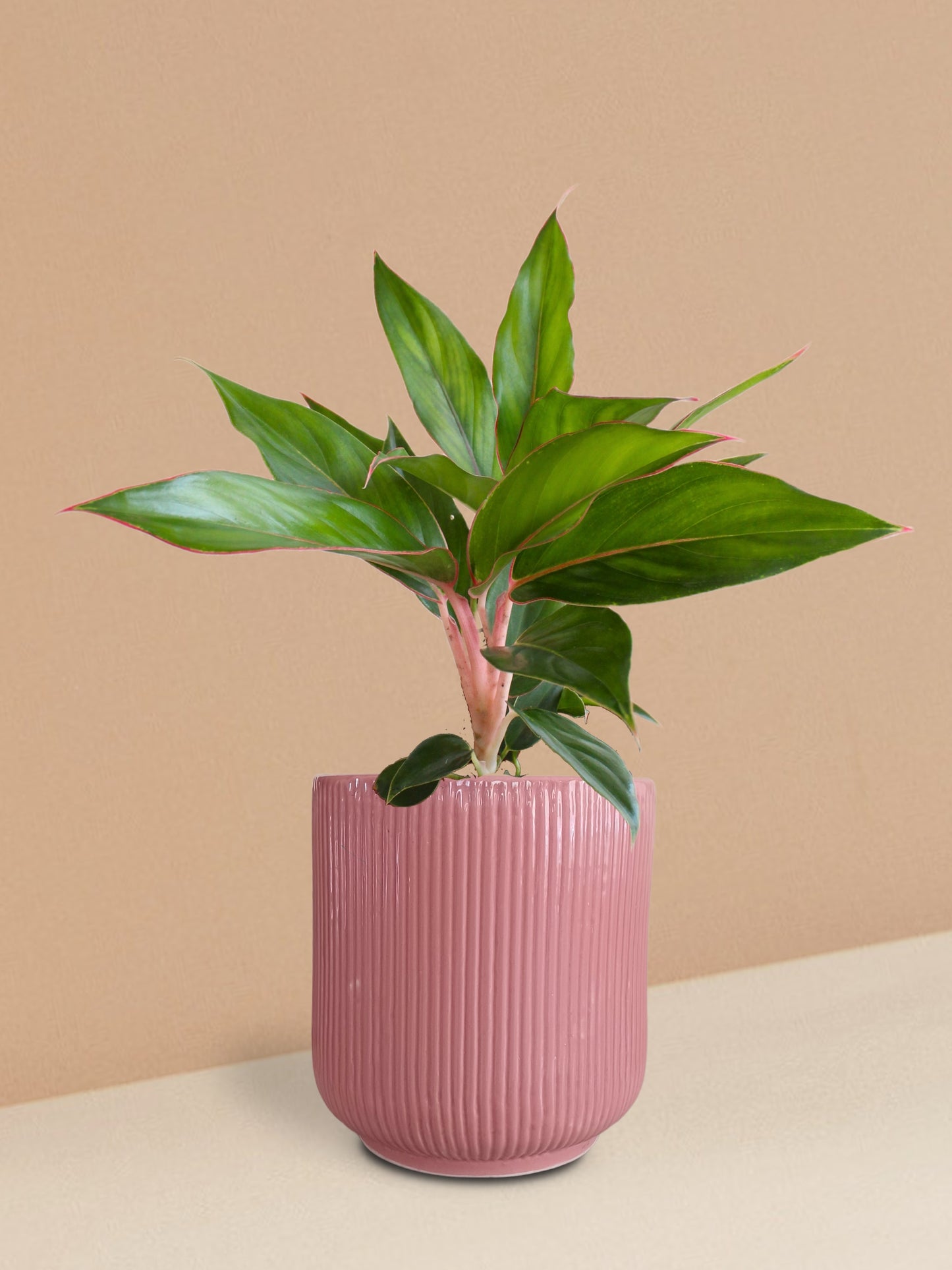 Aglaonema Black Lipstick Plant in Ceramic Pot (Medium)
