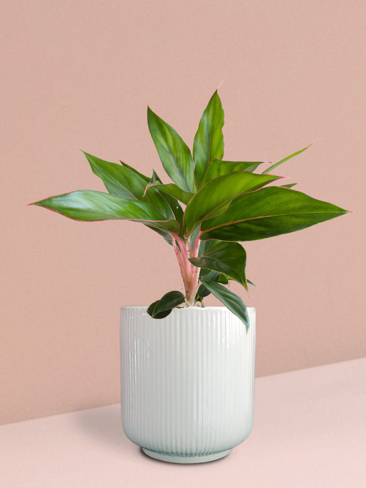 Aglaonema Black Lipstick Plant in Ceramic Pot (Medium)