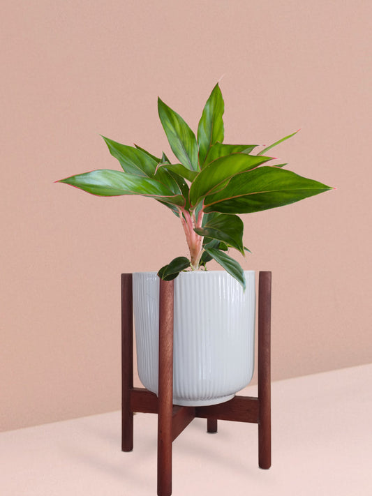 Aglaonema Black Lipstick Plant in Ceramic Pot (Medium)