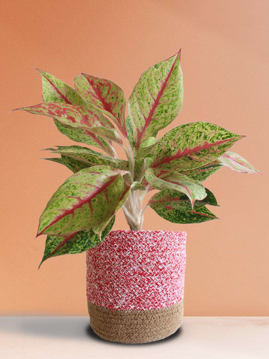Buy beautiful rare indoor plant Aglaonema Harlequin in pink cotton planter in India