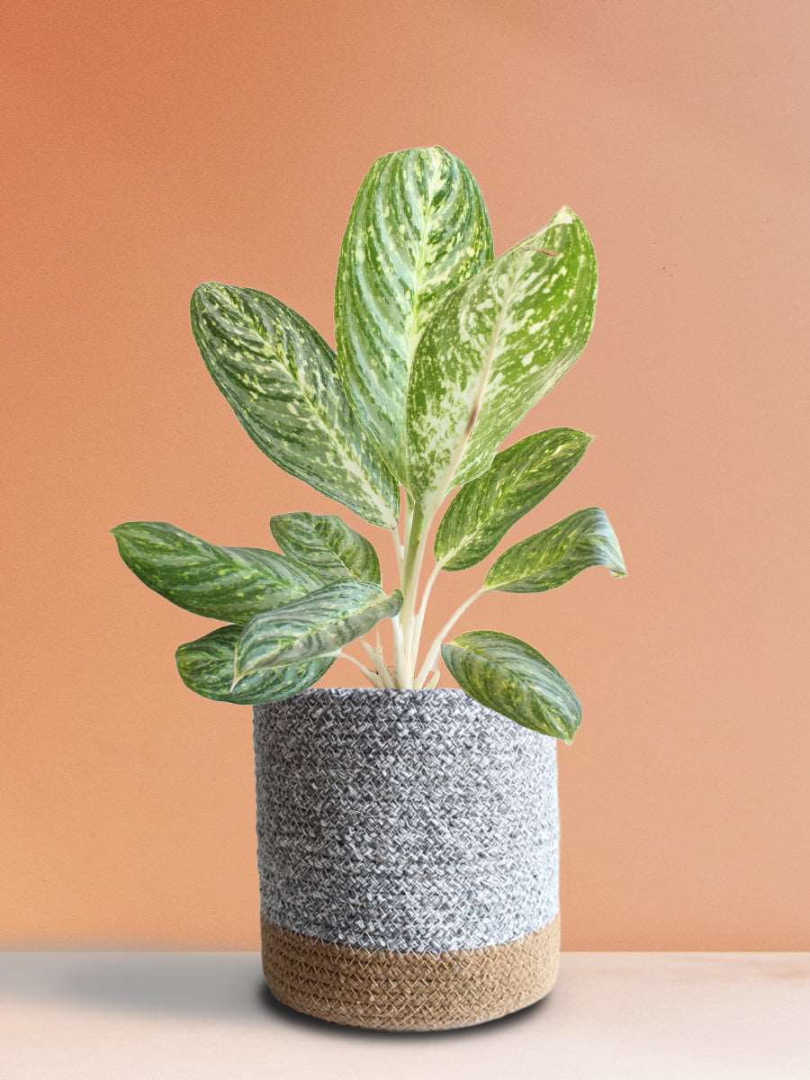 Buy eye-catching plant Aglaonema milky way in Premium grey cotton pot online