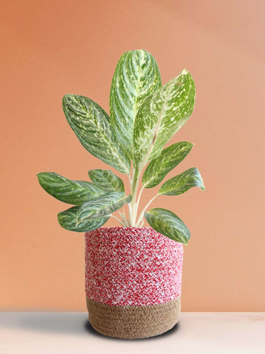Shop beautiful large indoor plant Aglaonema milky way in premium pink cotton planter online