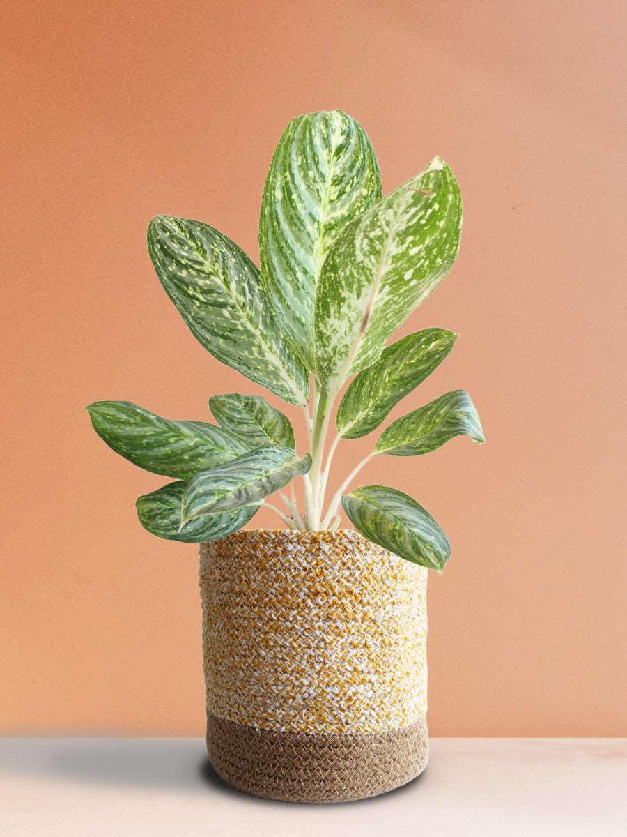 Gift stunning indoor plant Aglaonema milky way in premium yellow cotton planter in India