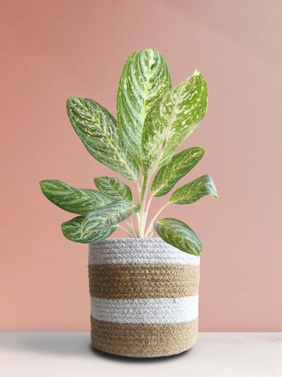 Shop beautiful houseplant Aglaonema milky way in premium brown  jute planter in India