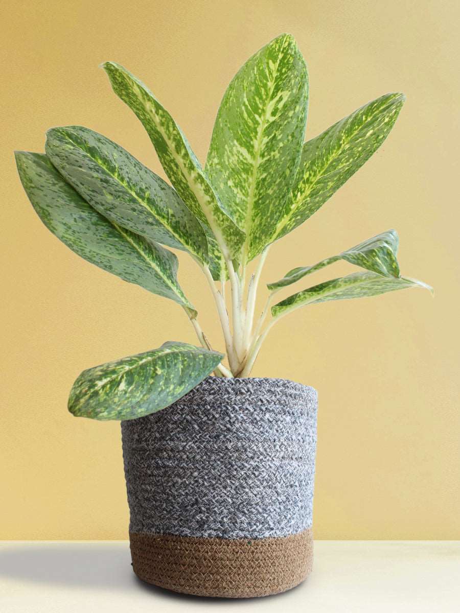 Shop Colorful indoor plant Aglaonema milky way in eco friendly grey cotton planter online