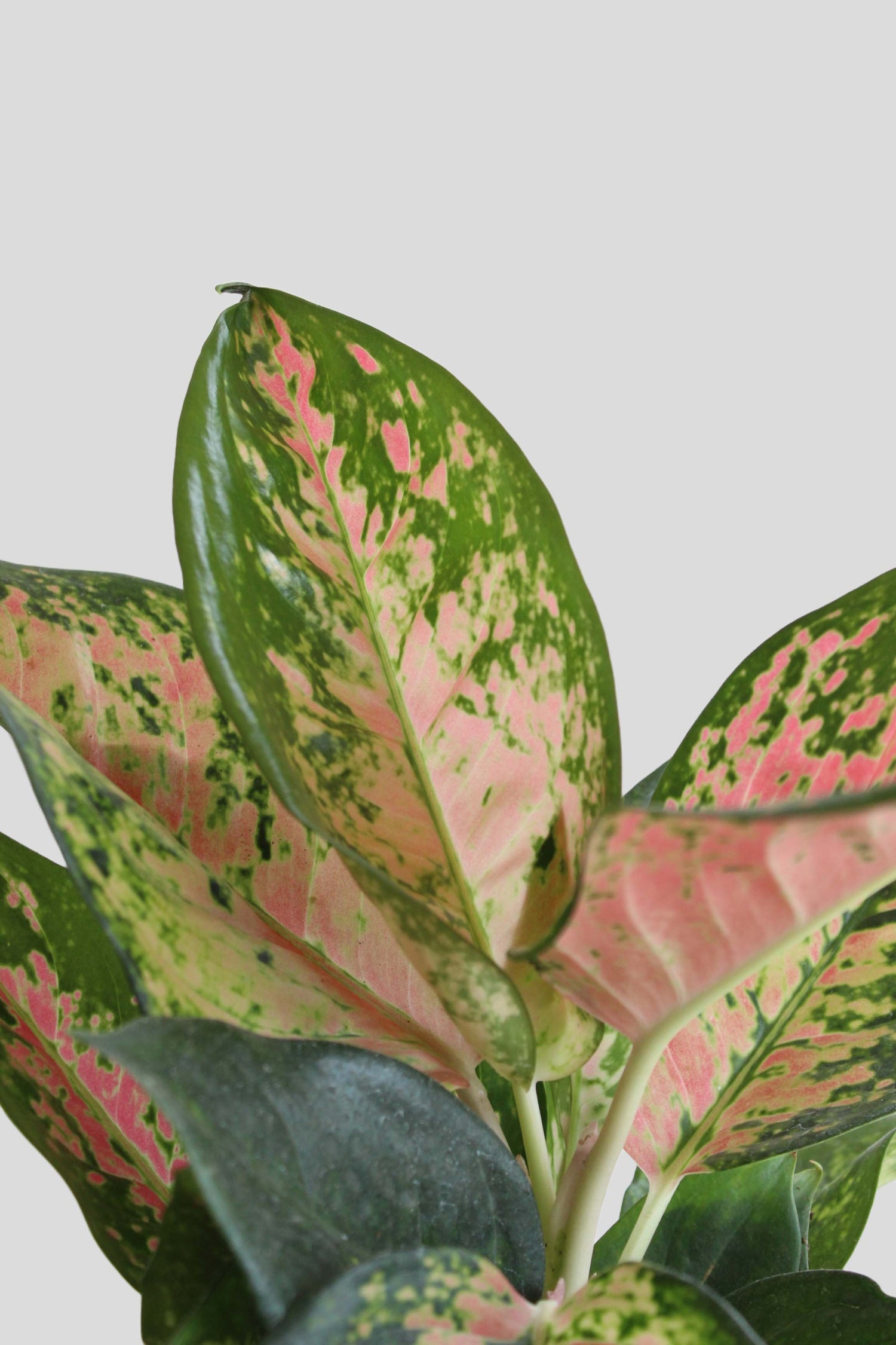 Gift Large plant Aglaonema Rose Cochin in eco friendly brown  planter in India