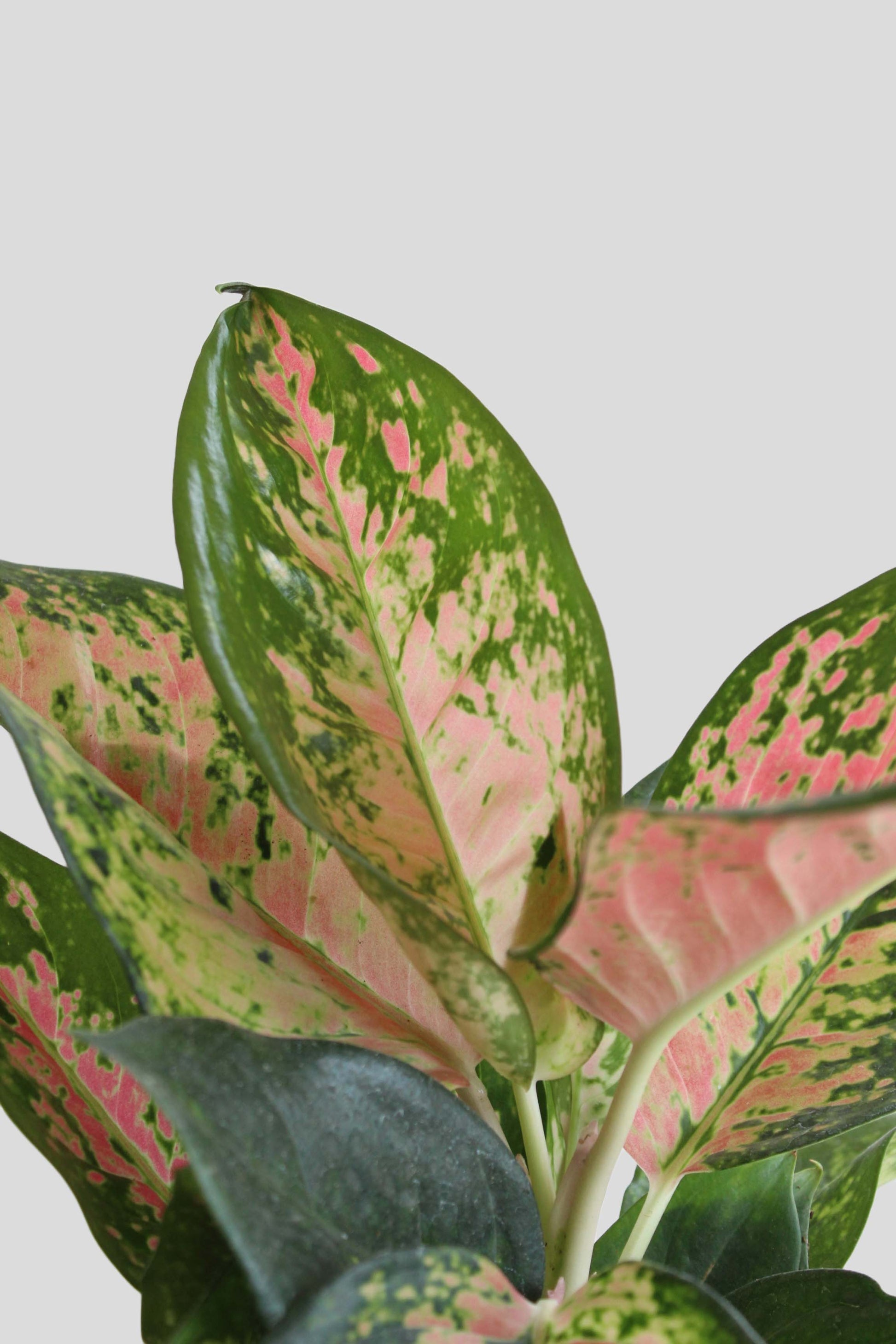 Gift Large plant Aglaonema Rose Cochin in eco friendly brown  planter in India