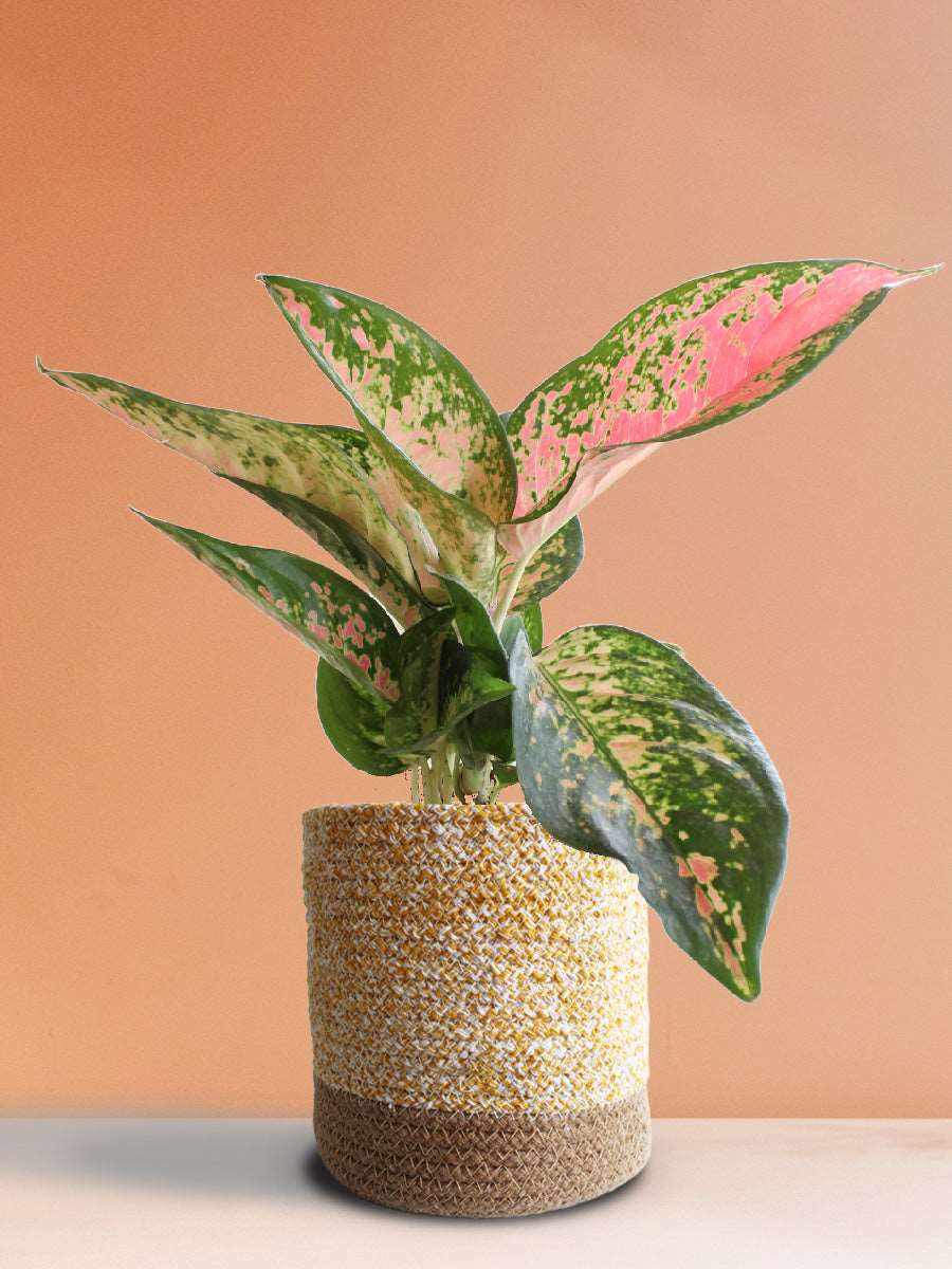 Shop Beautiful rare house plant Aglaonema O Rose Cochin in eco friendly yellow cotton planter online