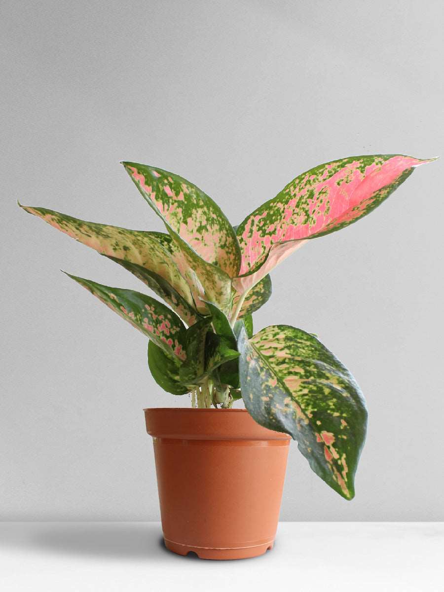 Aglaonema 'O' Rose Cochin (Large)