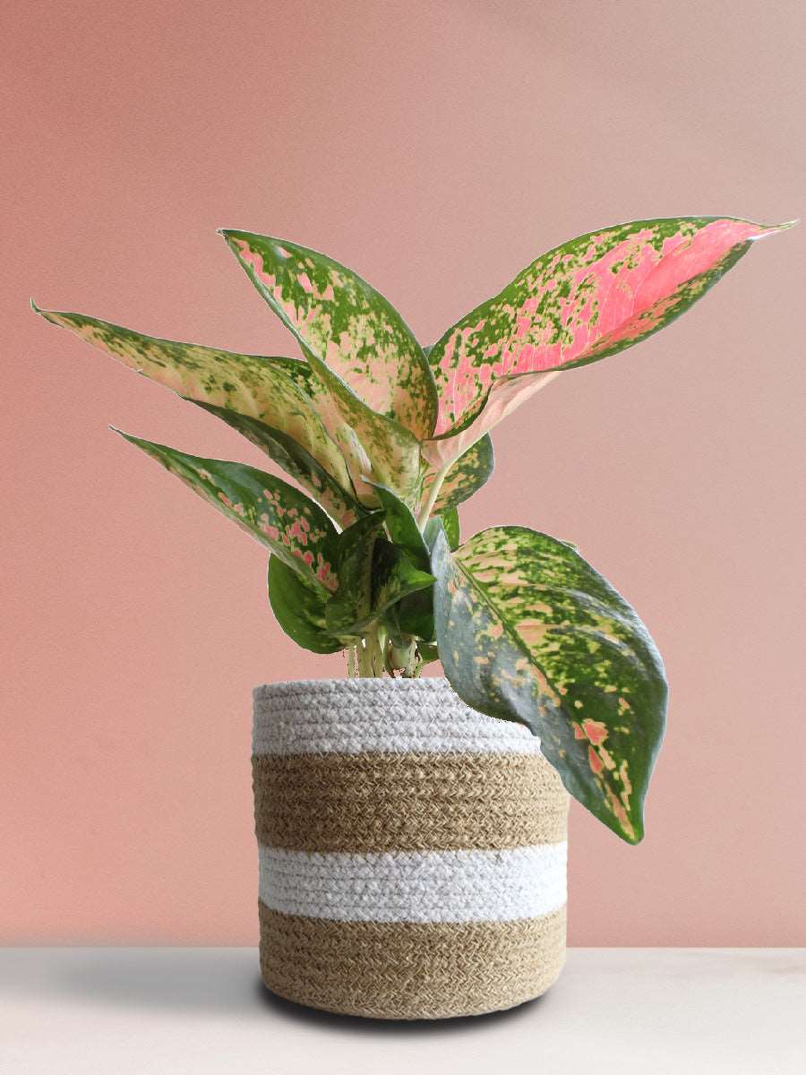 Shop rare beautiful  plant Aglaonema O Rose Cochin premium pink cotton planter online