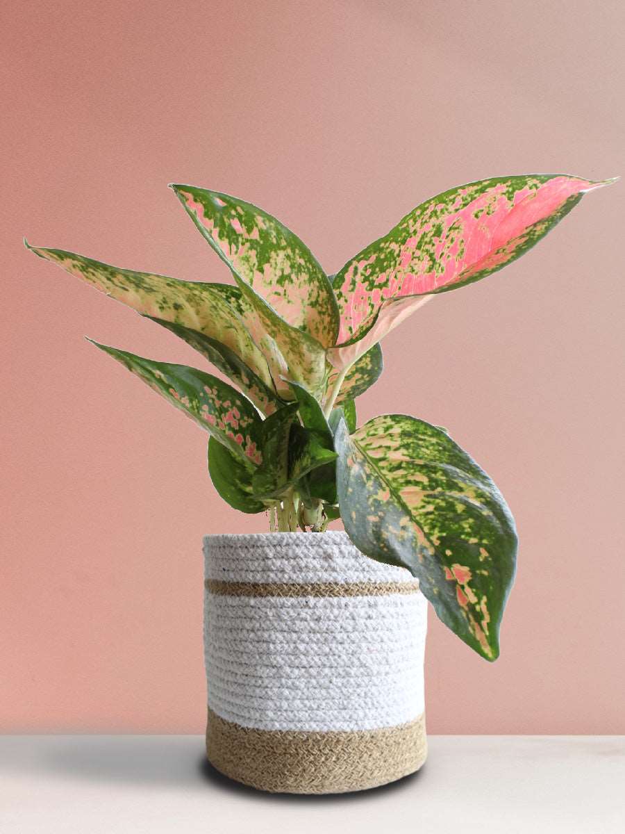 Aglaonema 'O' Rose Cochin (Large)