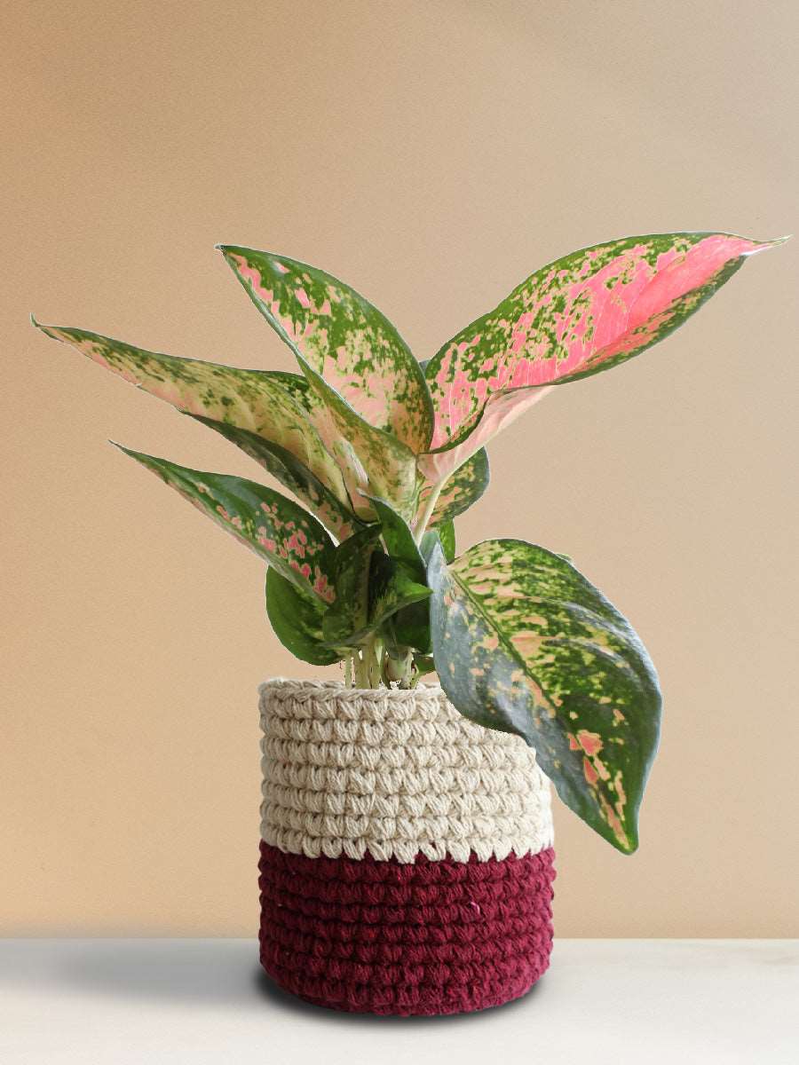 Buy Stunning  plant Aglaonema Rose Cochin in premium ree knitted cotton planter in India
