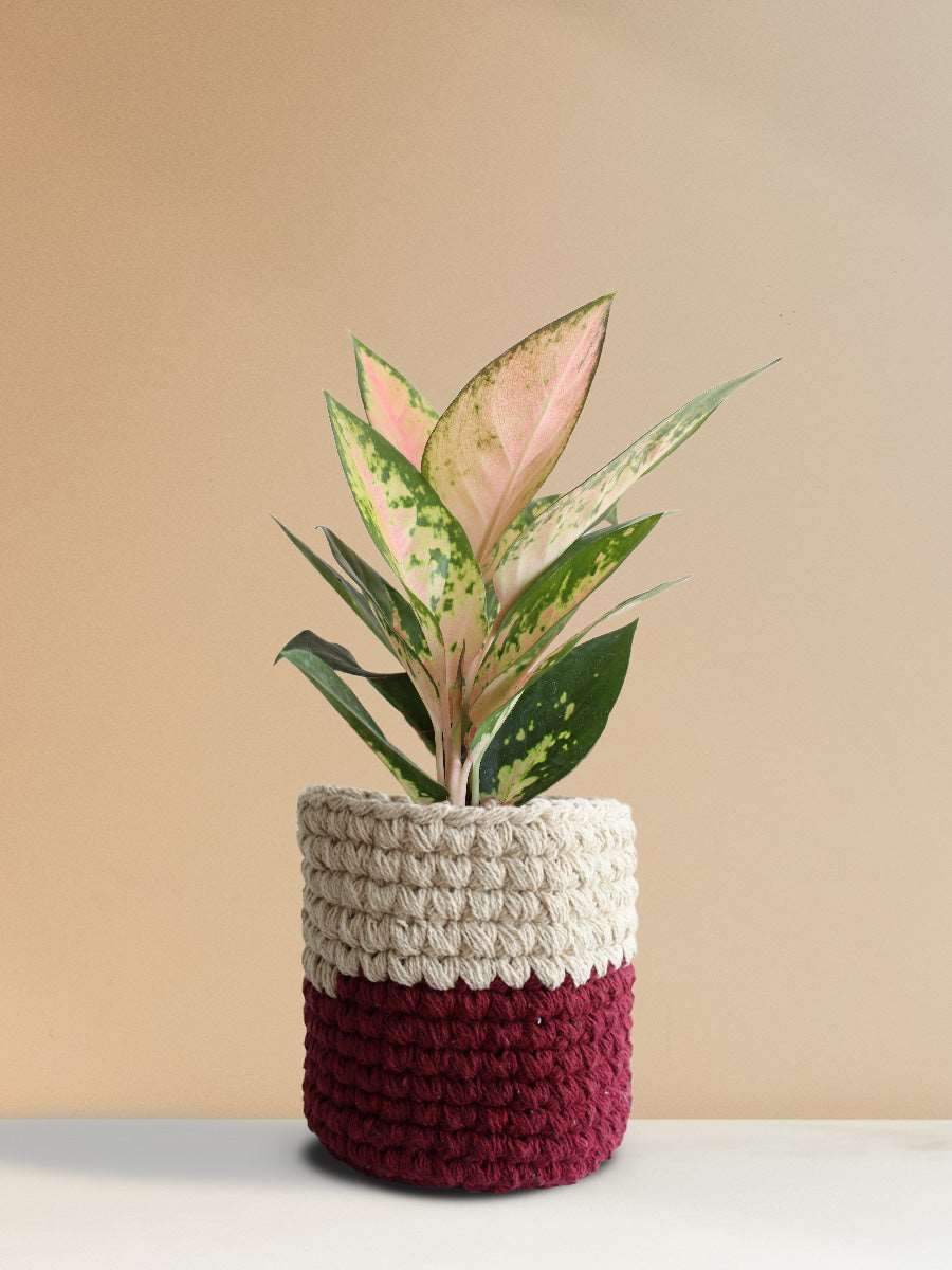 Gift stunning Indoor plant Aglaonema O Rose Cochin in premium red knitted planter online