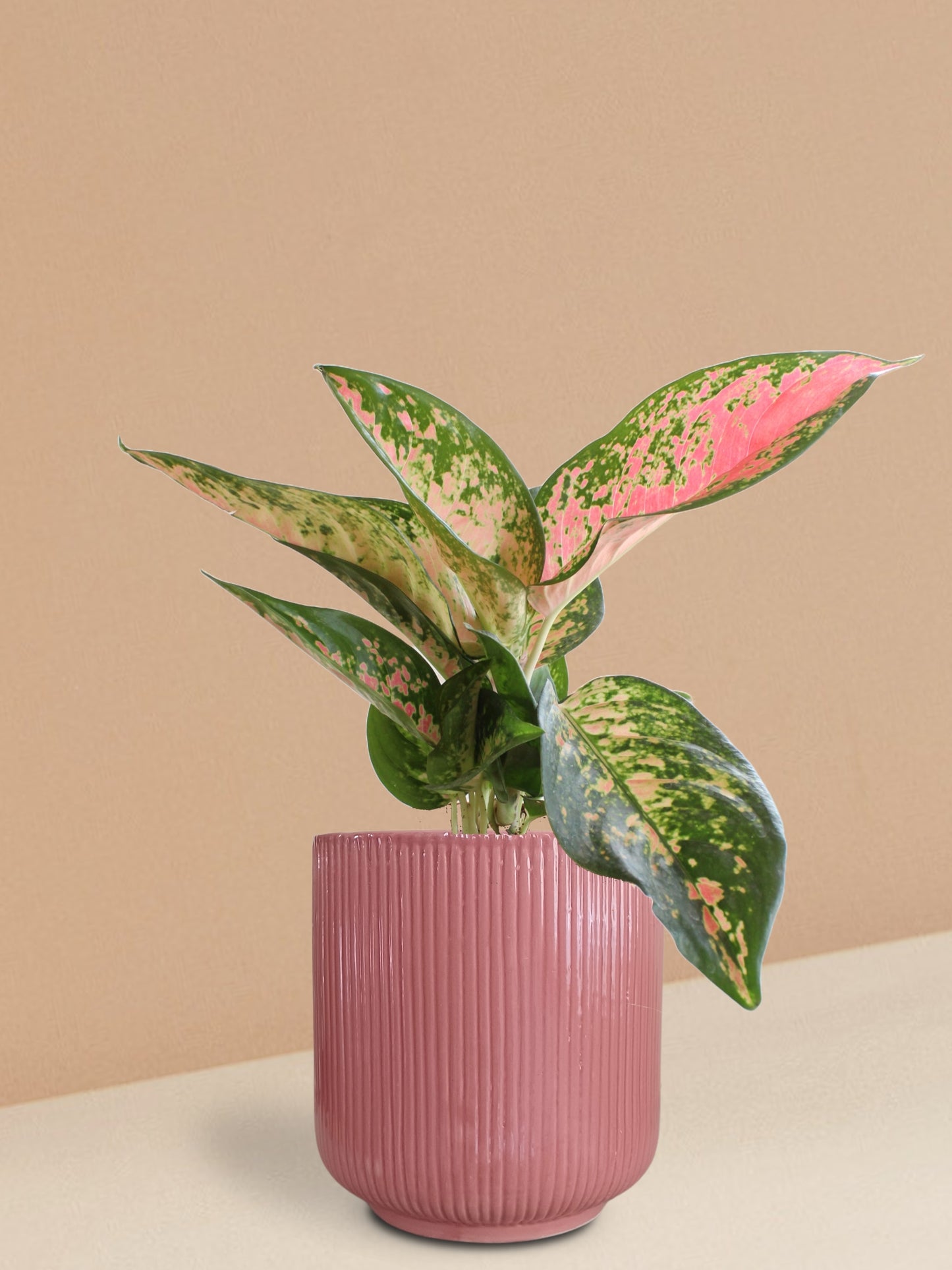Aglaonema 'O' Rose Cochin Plant in Ceramic Pot (Large)