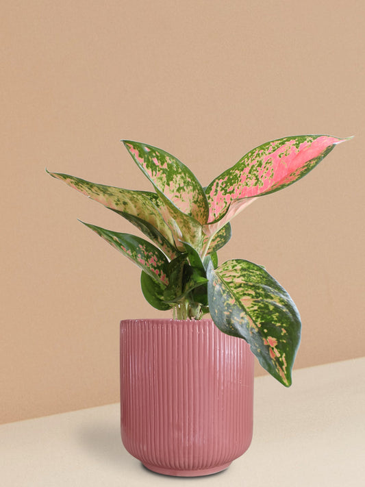 Aglaonema 'O' Rose Cochin Plant in Ceramic Pot (Large)