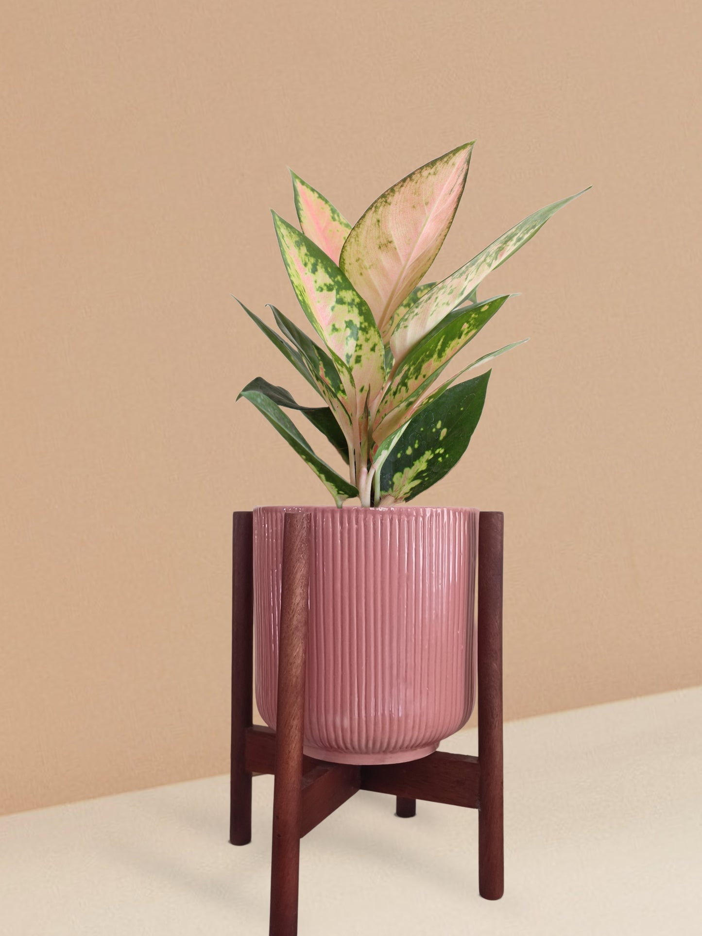 Aglaonema 'O' Rose Cochin Plant in Ceramic Pot (Medium)