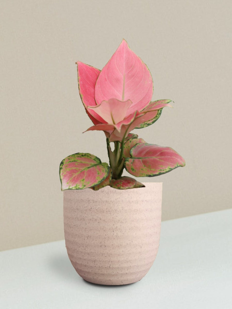 Aglaonema Pink Anjamani Plant Gift in Eco Pot (Small)