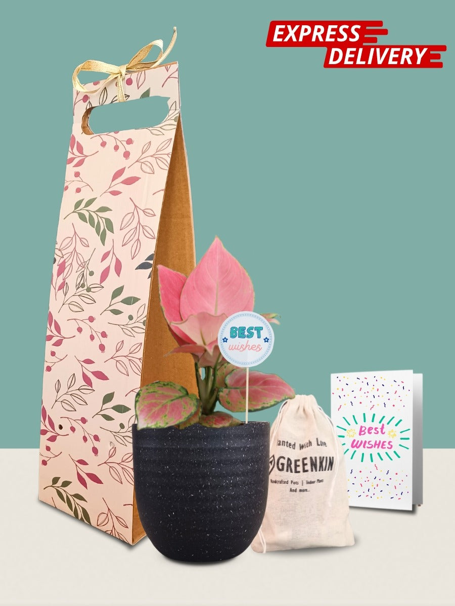Aglaonema Pink Anjamani Plant Gift in Eco Pot (Small)