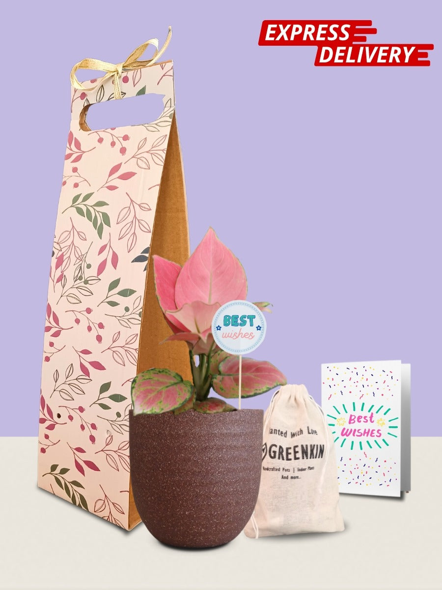 Aglaonema Pink Anjamani Plant Gift in Eco Pot (Small)