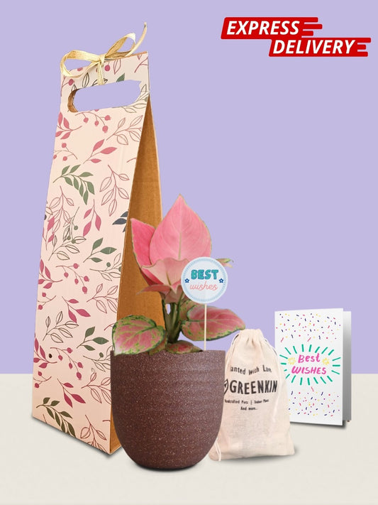 Aglaonema Pink Anjamani Plant Gift in Eco Pot (Small)