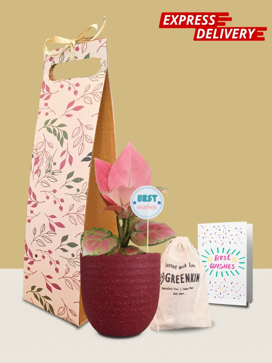 Aglaonema Pink Anjamani Plant Gift in Eco Pot (Small)