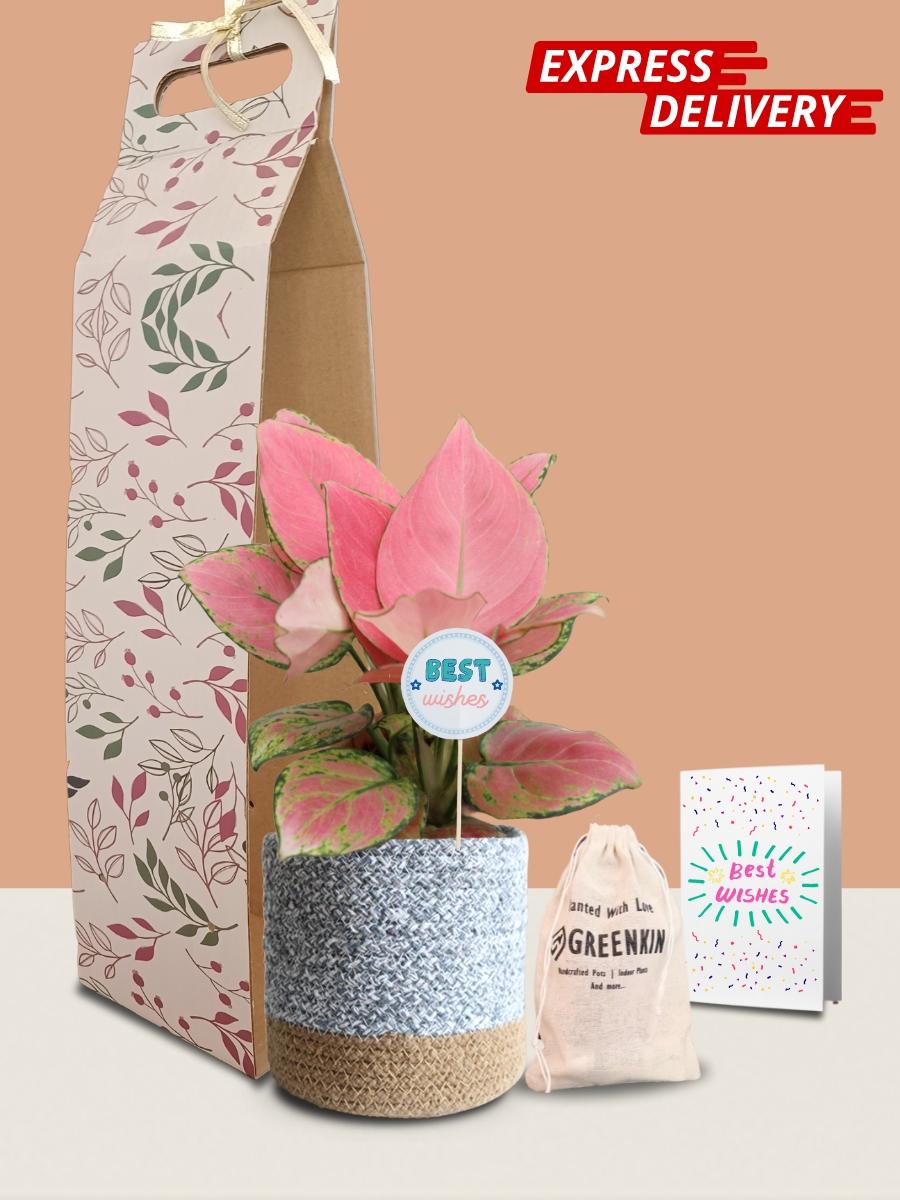 Aglaonema Pink Anjamani Plant Gift in Eco Pot (Medium)